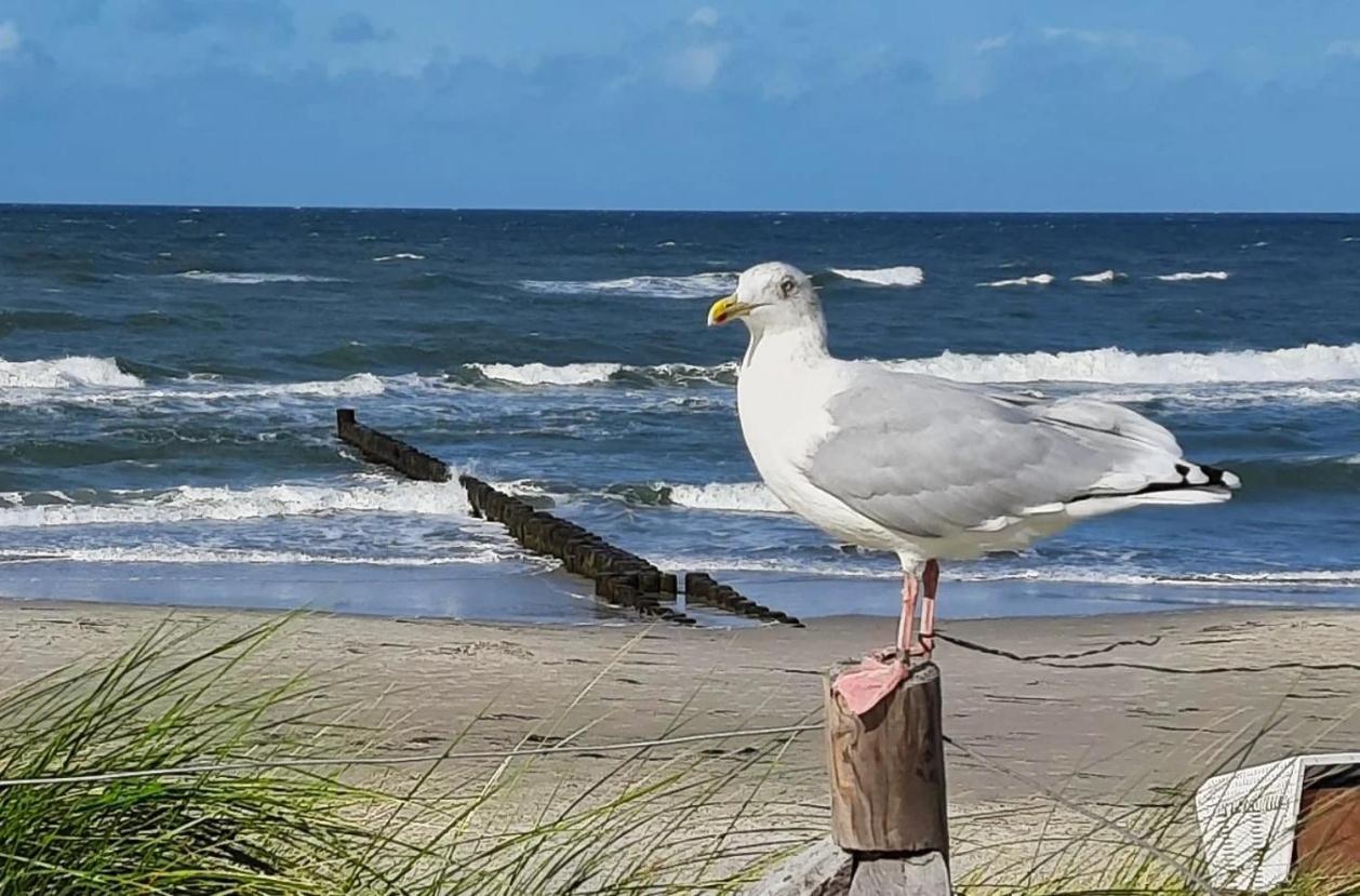 Haus Nadine Διαμέρισμα Zingst Εξωτερικό φωτογραφία